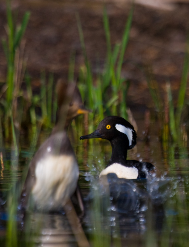 Hooded Merganser